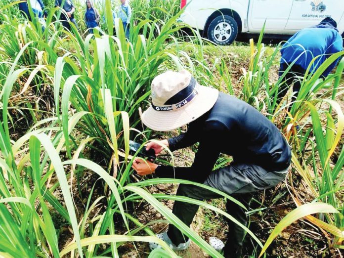 SRA sugar mill Sugar Regulatory Administration entomologists inspect a sugar field in northern Negros Occidental infested with red striped soft scale insect. SRA PHOTO
