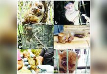 Various photos of tarsiers posted on Facebook indicate that the elusive primates are venturing out of protected areas, exposing themselves to human contact. Not exactly good news for conservationists. PHILIPPINE DAILY INQUIRER, CONTRIBUTED PHOTO