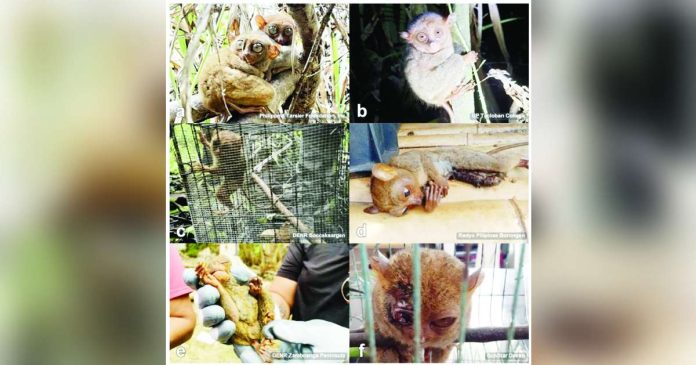 Various photos of tarsiers posted on Facebook indicate that the elusive primates are venturing out of protected areas, exposing themselves to human contact. Not exactly good news for conservationists. PHILIPPINE DAILY INQUIRER, CONTRIBUTED PHOTO