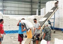 The Department of Agriculture says the import ban has given a temporary boost to farmers, with farmgate prices of palay rising after President Ferdinand "Bongbong" Marcos Jr. announced the move. PHOTO COURTESY OF GMA NETWORK