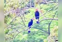 Dulungan, or the rufous-headed hornbill, is considered endemic to the Philippines, particularly in Western Visayas. The bird is now critically endangered, with its population steadily decreasing. PIA PHOTO
