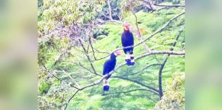 Dulungan, or the rufous-headed hornbill, is considered endemic to the Philippines, particularly in Western Visayas. The bird is now critically endangered, with its population steadily decreasing. PIA PHOTO