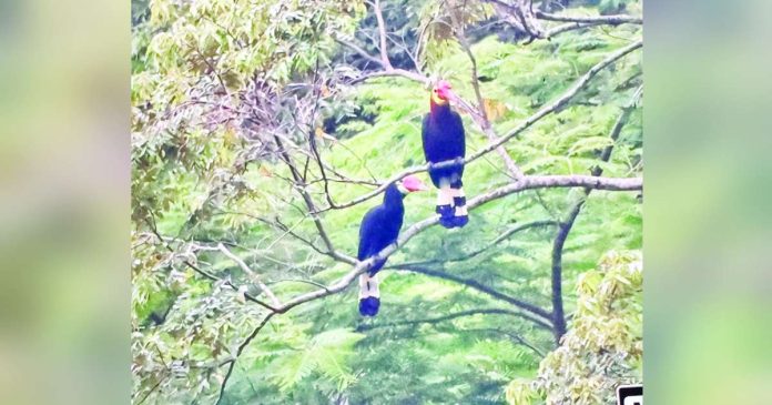Dulungan, or the rufous-headed hornbill, is considered endemic to the Philippines, particularly in Western Visayas. The bird is now critically endangered, with its population steadily decreasing. PIA PHOTO