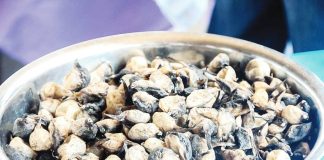 Buriring, or pufferfish, is regarded as a seasonal blessing for Cadiz City, Negros Occidental as it appears in abundance in local waters every tiempo muerto (the dead season in the sugar industry), which begins in July. CADIZ CITY PIO PHOTO