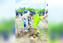 The Philippine government’s goal is to plant 100 million coconut trees by 2028 to achieve global market leadership. In 2024, Philippine Coconut Authority said they planted around 8.6 million, while the target for this year is around 15.3 million. DEPARTMENT OF AGRICULTURE PHOTO