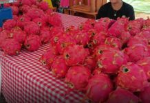 Guimaras dragon fruit festival aims for bigger tourism and economic boost