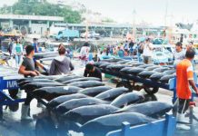 The General Santos Fish Port Complex recorded the highest fish unloading volume with 32,812.05 metric tons or 37.66% increase in monthly fish volume in July 2025. DA-PFDA PHOTO