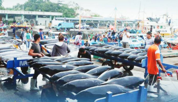 The General Santos Fish Port Complex recorded the highest fish unloading volume with 32,812.05 metric tons or 37.66% increase in monthly fish volume in July 2025. DA-PFDA PHOTO