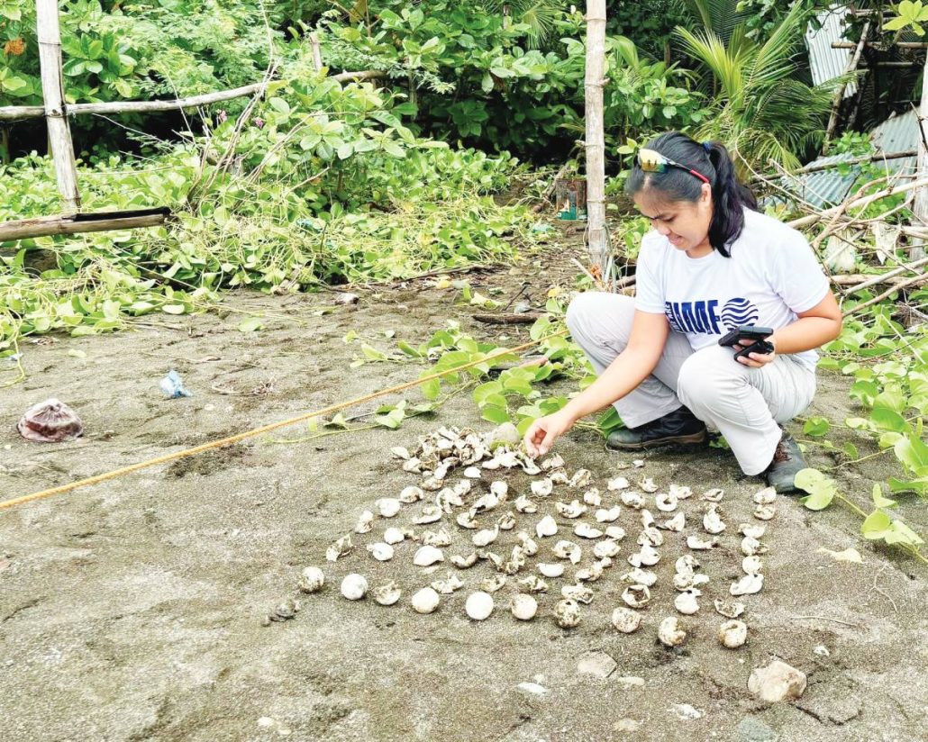 Tiny pawikan hatchlings (inset) crawl their way to the sea along the shores of Barangay Bacauan, Miag-ao, Iloilo, after 104 out of 117 eggs successfully hatched despite Severe Tropical Storm “Opong’s” impact. The conservation effort was led by the UPV Institute of Marine Fisheries and Oceanology Quick Response Team with support from local residents and the Miag-ao local government.  IMFO-QRT PHOTO