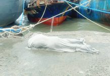 A 44-year-old fisherman from Miag-ao, Iloilo was found floating near the Iloilo Fish Port Complex in Barangay Tanza Baybay, Iloilo City on Sept. 26, 2025. Police said he left home for a fishing trip but failed to return home on Sept. 24. PHOTO COURTESY OF DYRI RMN ILOILO
