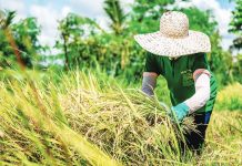 Iloilo Prov’l Board eyes emergency policy action as palay price plummets; Farmers fear economic collapse; grain prices drop to P10 per kilo Agriculture officials estimate that at least 5 percent of total palay (un-husked rice) production in Western Visayas goes to waste — losses that could have been avoided with modernized facilities and mechanization. DA-6 PHOTO