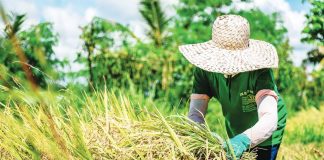 Agriculture officials estimate that at least 5 percent of total palay (un-husked rice) production in Western Visayas goes to waste — losses that could have been avoided with modernized facilities and mechanization. DA-6 PHOTO
