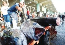 PH ocean economy exceeds P1-T in 2024 A tuna classifier unloads a 66-kilogram bigeye tuna, which he assessed as Class A and is good for export to the US, at the General Santos Tuna Fish Port in General Santos City on June 5, 2024. Most catch offloaded at this port comes from Mati, Davao Oriental. PNA PHOTO BY YANCY LIM