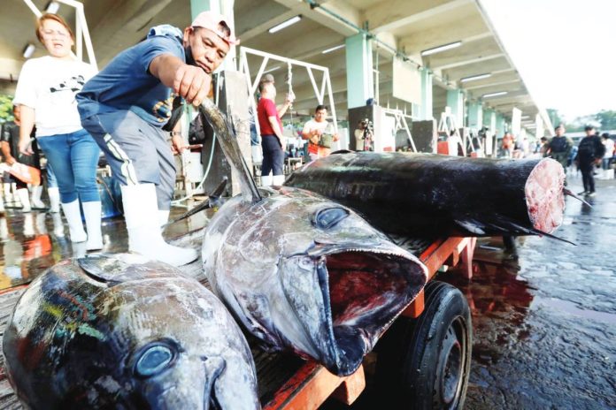 A tuna classifier unloads a 66-kilogram bigeye tuna, which he assessed as Class A and is good for export to the US, at the General Santos Tuna Fish Port in General Santos City on June 5, 2024. Most catch offloaded at this port comes from Mati, Davao Oriental. PNA PHOTO BY YANCY LIM