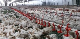 The proposed “Poultry Dressing and Processing Plant Compliance Ordinance of Bacolod City” states that no poultry plant should operate within 100 meters of residential areas, commercial zones, schools, churches, or other establishments that may be adversely affected by their operations.