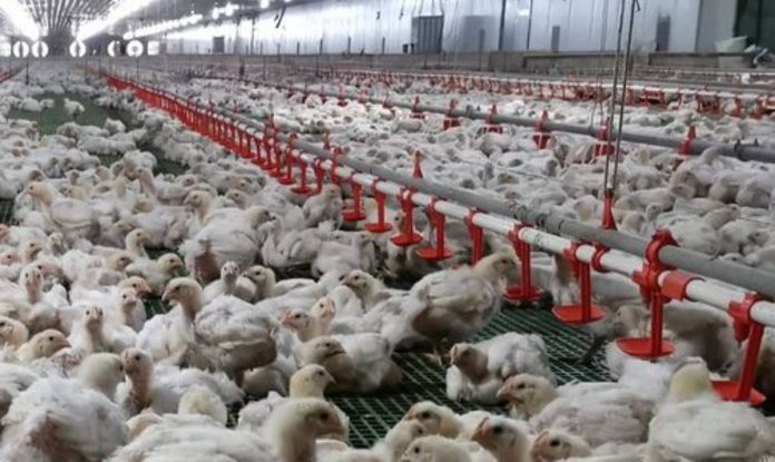 poultry plants The proposed “Poultry Dressing and Processing Plant Compliance Ordinance of Bacolod City” states that no poultry plant should operate within 100 meters of residential areas, commercial zones, schools, churches, or other establishments that may be adversely affected by their operations.