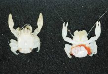 Almond-sized crab and tiny lantern shark discovered in Australia A new species of porcelain crab has been found more than 100 meters below the ocean's surface in Australia. CSIRO/Cindy Bessey