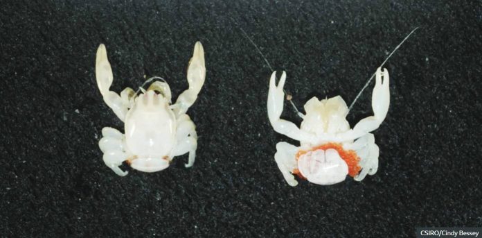 Australia A new species of porcelain crab has been found more than 100 meters below the ocean's surface in Australia. CSIRO/Cindy Bessey