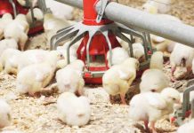 DA lifts bird import ban on New Zealand The Department of Agriculture has authorized the resumption of imports of poultry meat, day-old chicks, and table eggs, among others from New Zealand. PIANZ.ORG.NZ PHOTO