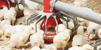 The Department of Agriculture has authorized the resumption of imports of poultry meat, day-old chicks, and table eggs, among others from New Zealand. PIANZ.ORG.NZ PHOTO