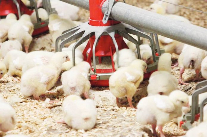 DA_lifts_ban.JPG_resized The Department of Agriculture has authorized the resumption of imports of poultry meat, day-old chicks, and table eggs, among others from New Zealand. PIANZ.ORG.NZ PHOTO
