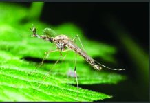 Mosquitoes found in Iceland for first time after record heat A Culiseta annulata mosquito has been found for the first time in Iceland. Iceland was one of only two mosquito-free havens in the world prior to the discovery of mosquito there recently, partly due to its cold climate. The only other recorded mosquito-free zone is Antarctica. Robert Pickett/Alamy