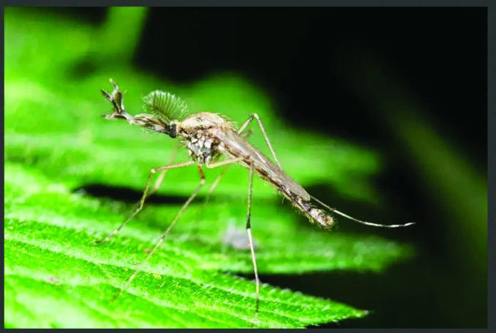 Iceland.JPG_resized_compressed A Culiseta annulata mosquito has been found for the first time in Iceland. Iceland was one of only two mosquito-free havens in the world prior to the discovery of mosquito there recently, partly due to its cold climate. The only other recorded mosquito-free zone is Antarctica. Robert Pickett/Alamy
