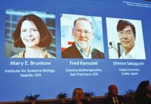 (From left) US researchers Mary Brunkow and Fred Ramsdell and Japan's Shimon Sakaguchi are awarded the Nobel Prize in Physiology or Medicine 2025 for their discoveries concerning peripheral immune tolerance that prevents the immune system from harming the body.