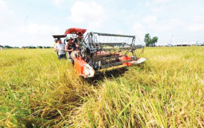The Securities and Exchange Commission on Thursday, Oct. 2, 2025, said it issued a circular that allows agriculture-focused businesses to tap the capital market to boost their access to financing. Photo shows farmers from Barangay Talipapa, Nueva Ecija during the second Dry Season Harvest Festival on Aug. 12, 2025. PHOTO COURTESY OF DA