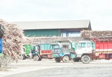 The Sugar Regulatory Administration designated all sugar production this 2025-2026 crop year for domestic consumption. Photo shows cane trucks delivering sugarcane for milling in southern Negros Occidental. PNA BACOLOD FILE PHOTO