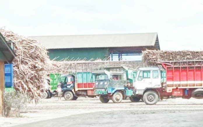 The Sugar Regulatory Administration designated all sugar production this 2025-2026 crop year for domestic consumption. Photo shows cane trucks delivering sugarcane for milling in southern Negros Occidental. PNA BACOLOD FILE PHOTO