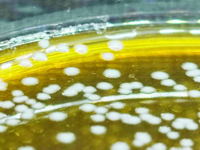 UP Burong Isda copy_compressed Limosilactobacillus fermentum colonies on agar, derived from burong isda. PHOTO CREDIT: JOSHUA VELUZ