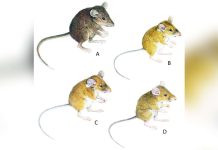 Mouse A – A. gracilirostris; mouse B – A. veluzi; mouse C – A. crinitus; mouse D – A. minor. PHOTO CREDIT: HEANEY ET. AL 2025