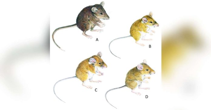 Mouse A – A. gracilirostris; mouse B – A. veluzi; mouse C – A. crinitus; mouse D – A. minor. PHOTO CREDIT: HEANEY ET. AL 2025
