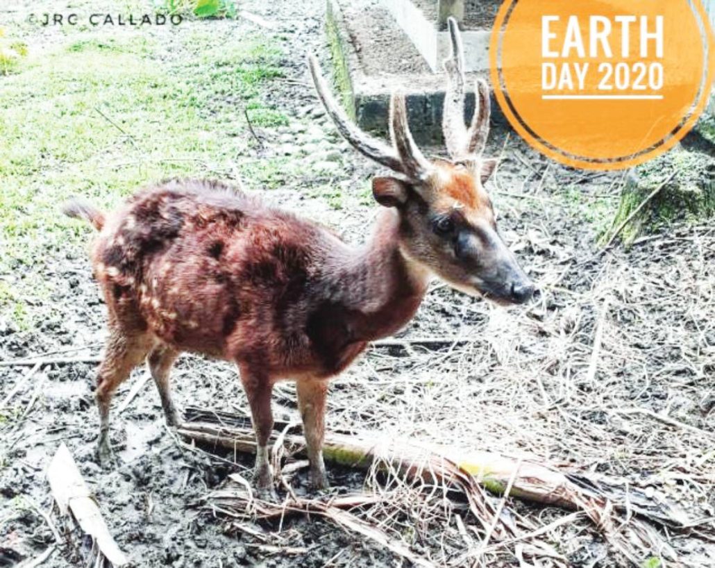Visayan spotted deer. NATIONAL MUSEUM OF THE PHILIPPINES - ILOILO