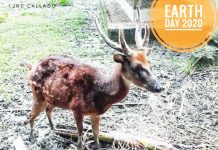 Visayan spotted deer. NATIONAL MUSEUM OF THE PHILIPPINES - ILOILO