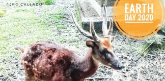 Visayan spotted deer. NATIONAL MUSEUM OF THE PHILIPPINES - ILOILO
