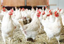 Several memorandum orders were signed by Agriculture Secretary Francisco Tiu Laurel Jr. clearing the way for the resumption of imports of live birds from Azerbaijan, Kazakhstan, Malaysia (Kelantan and Sabah), Saudi Arabia, Slovenia, and Sweden. PHOTO COURTESY OF GMA INTEGRATED NEWS