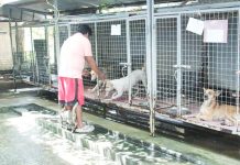 Iloilo City steps up animal welfare with pound care, adoption drive, vet alert A caretaker feeds dogs housed at the Iloilo City Animal Pound in Mandurriao district. The animals are properly fed, bathed, and given vitamins while awaiting adoption. AJ PALCULLO/PN