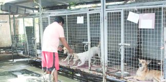 A caretaker feeds dogs housed at the Iloilo City Animal Pound in Mandurriao district. The animals are properly fed, bathed, and given vitamins while awaiting adoption. AJ PALCULLO/PN