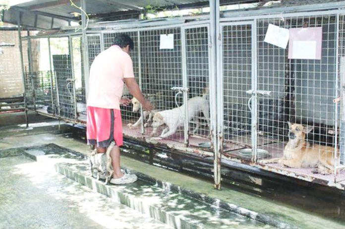 A caretaker feeds dogs housed at the Iloilo City Animal Pound in Mandurriao district. The animals are properly fed, bathed, and given vitamins while awaiting adoption. AJ PALCULLO/PN