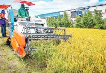 Iloilo farmers sound alarm over plummeting palay prices Farmers harvest palay in Iloilo amid plummeting farmgate prices that have dropped to as low as P10 to P12 per kilo — far below production costs — intensifying calls for stronger government support and fairer pricing policies. PH FILE