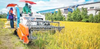 Farmers harvest palay in Iloilo amid plummeting farmgate prices that have dropped to as low as P10 to P12 per kilo — far below production costs — intensifying calls for stronger government support and fairer pricing policies. PH FILE