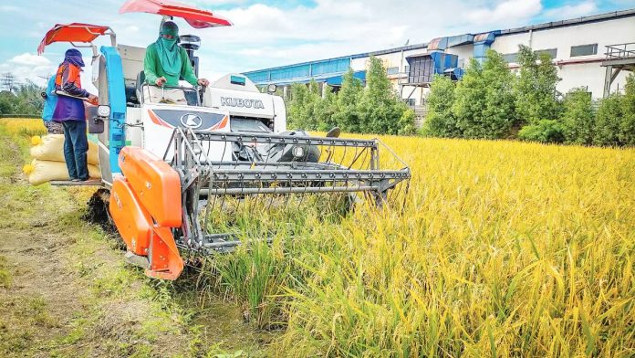 Farmers harvest palay in Iloilo amid plummeting farmgate prices that have dropped to as low as P10 to P12 per kilo — far below production costs — intensifying calls for stronger government support and fairer pricing policies. PH FILE