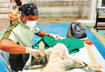 Iloilo Province steps up mass neutering of dogs, cats to wipe out rabies by 2030 A veterinarian from the Iloilo Provincial Veterinary Office performs a free neutering procedure on a stray dog during an anti-rabies campaign in Concepcion town. PHOTO FROM CONCEPCION PRIMARY CARE FACILITY