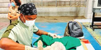 A veterinarian from the Iloilo Provincial Veterinary Office performs a free neutering procedure on a stray dog during an anti-rabies campaign in Concepcion town. PHOTO FROM CONCEPCION PRIMARY CARE FACILITY