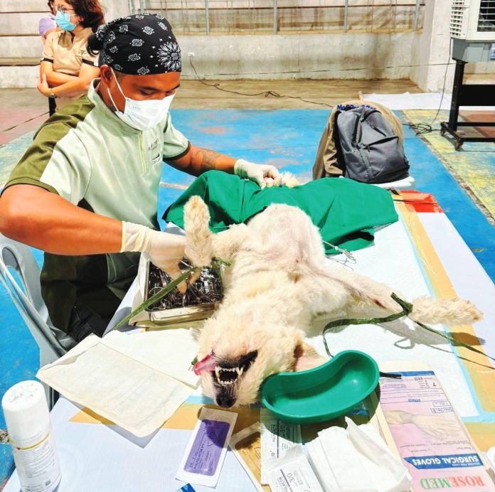 neljoy stray copy A veterinarian from the Iloilo Provincial Veterinary Office performs a free neutering procedure on a stray dog during an anti-rabies campaign in Concepcion town. PHOTO FROM CONCEPCION PRIMARY CARE FACILITY