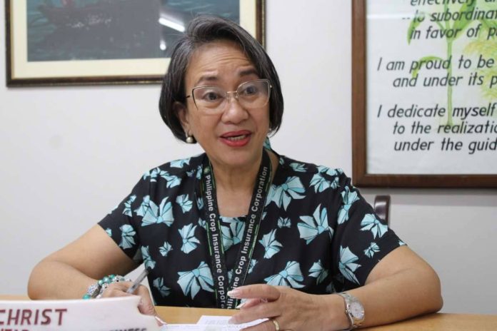 neljoy_calamities_arm_resized Philippine Crop Insurance Corporation (PCIC) Region 6 manager Eva Ulie Laud discusses the agency’s ongoing efforts to provide timely insurance assistance to farmers and fisherfolk affected by recent calamities in Western Visayas. Laud emphasized that crop insurance not only cushions agricultural workers from losses but also helps them recover quickly and replant for the next cropping season. AJ PALCULLO/PN