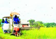 Palay, corn production up in Antique Palay harvested areas in Antique in the second quarter of 2025 jumped to 4,995 hectares from 3,561 hectares a year ago. DEPARTMENT OF AGRICULTURE REGION 6 FILE PHOTO