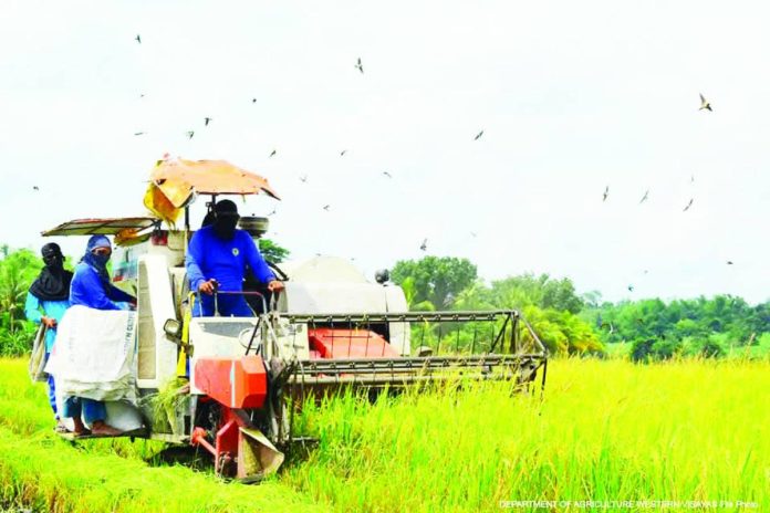 palay corn production_compressed Palay harvested areas in Antique in the second quarter of 2025 jumped to 4,995 hectares from 3,561 hectares a year ago. DEPARTMENT OF AGRICULTURE REGION 6 FILE PHOTO